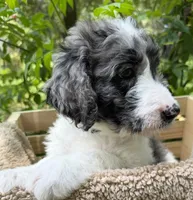 Miss Purple Collar, a female Goldendoodle for sale in Pierson, FL – 8 of 9