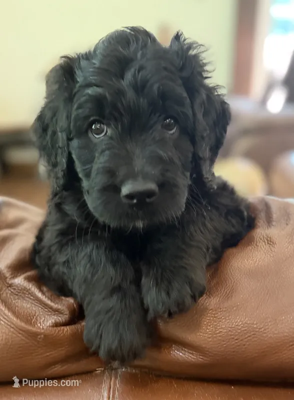 Mr Cream Collar  – Goldendoodle puppy for sale in Pierson, FL