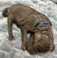 COMET - Navy Blue collar, a female Goldendoodle and Double Doodle for sale in Pierson, FL – 2 of 4