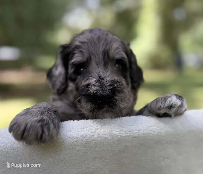 Mr Blue Collar – Goldendoodle puppy for sale in Pierson, FL