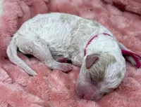 GRACE - Pink Collar, a female Goldendoodle and Double Doodle for sale in Pierson, FL – 3 of 4