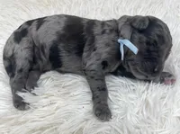 Mr Light Blue Collar, a male Goldendoodle for sale in Pierson, FL – 4 of 4