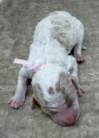 FAITH - Light Pink Collar, a female Goldendoodle and Double Doodle for sale in Pierson, FL – 1 of 4