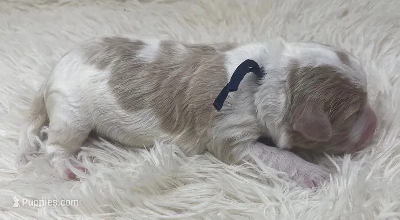 Mr Navy Blue Collar – Goldendoodle puppy for sale in Pierson, FL