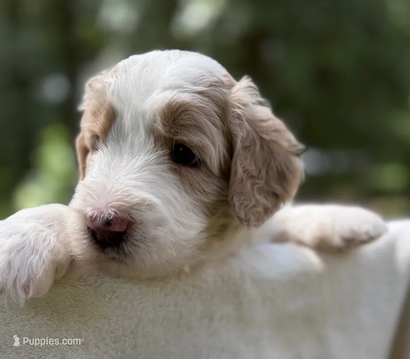 Mr Black Collar – Goldendoodle puppy for sale in Pierson, FL
