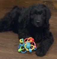 Miss Pink Collar, a female Goldendoodle for sale in Pierson, FL – 3 of 10