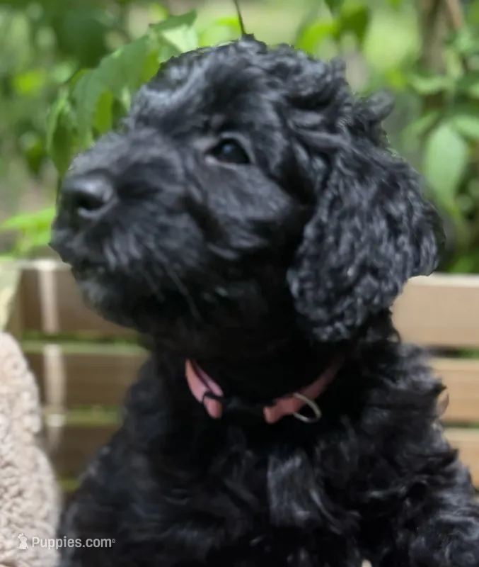 Miss Pink Collar – Goldendoodle puppy for sale in Pierson, FL