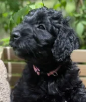 Miss Pink Collar, a female Goldendoodle for sale in Pierson, FL – 5 of 10