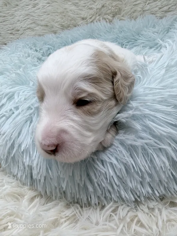 Mr Green – Goldendoodle puppy for sale in Pierson, FL