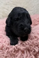 Miss Pink Collar, a female Goldendoodle for sale in Pierson, FL – 6 of 7