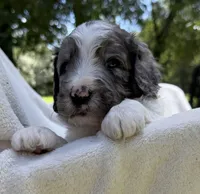 Mr Red, a male Goldendoodle for sale in Pierson, FL – 2 of 7