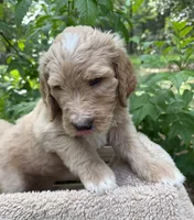 Mr Yellow, a male Goldendoodle for sale in Pierson, FL – 5 of 10