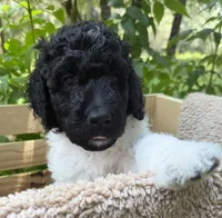 Miss Orange , a female Goldendoodle for sale in Pierson, FL – 10 of 10