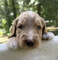 Mr Yellow, a male Goldendoodle for sale in Pierson, FL – 6 of 10