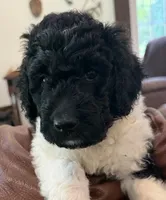 Miss Orange , a female Goldendoodle for sale in Pierson, FL – 3 of 10