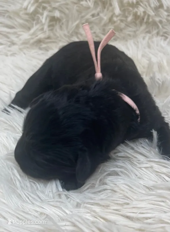 Miss Peach Collar – Goldendoodle puppy for sale in Pierson, FL