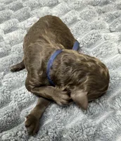COMET - Navy Blue collar, a female Goldendoodle and Double Doodle for sale in Pierson, FL – 3 of 4