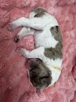 FELICITY - Yellow Collar, a female Goldendoodle and Double Doodle for sale in Pierson, FL – 3 of 3