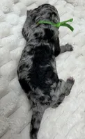 DANCER - Green collar, a male Goldendoodle and Double Doodle for sale in Pierson, FL – 2 of 5
