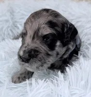 Mr Blue Collar, a male Goldendoodle for sale in Pierson, FL – 7 of 7