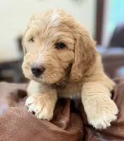 Mr Yellow, a male Goldendoodle for sale in Pierson, FL – 10 of 10