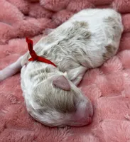 HOPE - Red Collar, a female Goldendoodle and Double Doodle for sale in Pierson, FL – 4 of 4