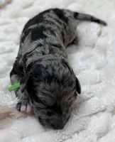 DANCER - Green collar, a male Goldendoodle and Double Doodle for sale in Pierson, FL – 3 of 5