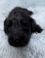 Mr Cream Collar , a male Goldendoodle for sale in Pierson, FL – 8 of 8