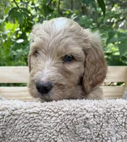 Mr Yellow, a male Goldendoodle for sale in Pierson, FL – 4 of 10