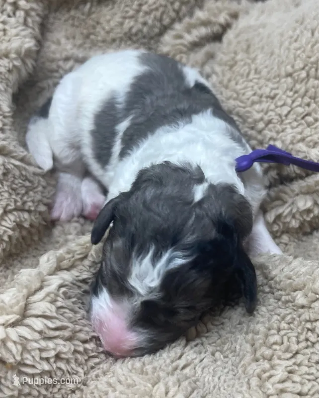 Miss Purple Collar – Goldendoodle puppy for sale in Pierson, FL