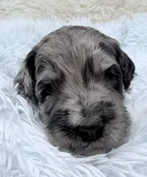 Mr Blue Collar, a male Goldendoodle for sale in Pierson, FL – 6 of 7
