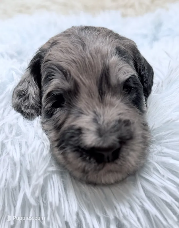 Mr Blue Collar – Goldendoodle puppy for sale in Pierson, FL