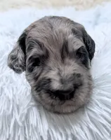 Mr Blue Collar, a male Goldendoodle for sale in Pierson, FL – 1 of 7