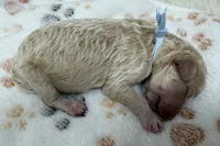DASHER - Light Blue Collar, a male Goldendoodle and Double Doodle for sale in Pierson, FL – 5 of 5