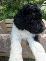 Miss Orange , a female Goldendoodle for sale in Pierson, FL – 4 of 10