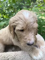 Mr Yellow, a male Goldendoodle for sale in Pierson, FL – 7 of 10
