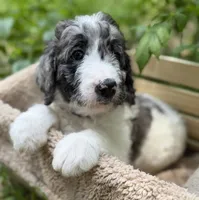 Miss Purple Collar, a female Goldendoodle for sale in Pierson, FL – 9 of 9