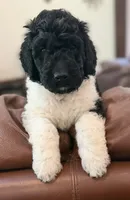 Miss Orange , a female Goldendoodle for sale in Pierson, FL – 8 of 10