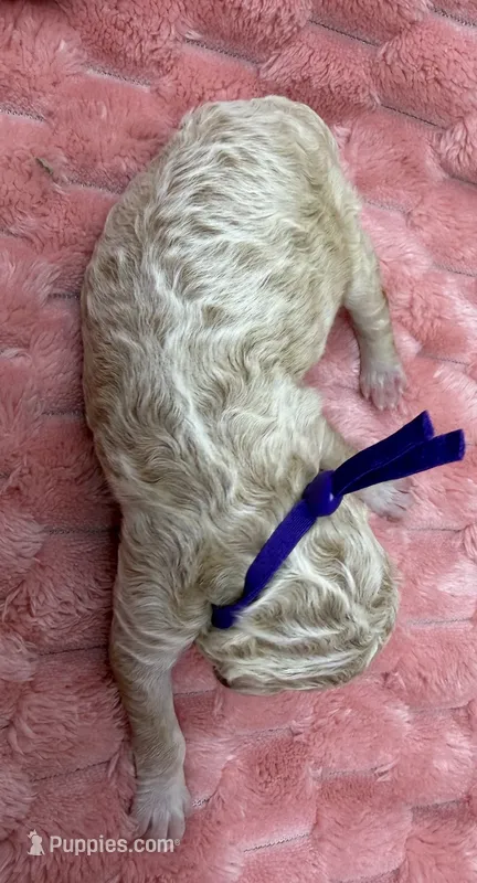 ANGEL - Purple collar – Goldendoodle, Double Doodle puppy for sale in Pierson, FL