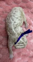 ANGEL - Purple collar, a female Goldendoodle and Double Doodle for sale in Pierson, FL – 1 of 4