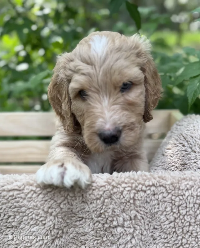 Mr Yellow – Goldendoodle puppy for sale in Pierson, FL