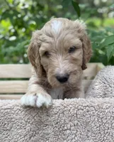 Mr Yellow, a male Goldendoodle for sale in Pierson, FL – 1 of 10