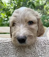 Mr Yellow, a male Goldendoodle for sale in Pierson, FL – 3 of 10