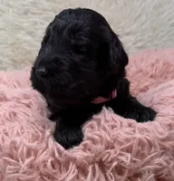 Miss Pink Collar, a female Goldendoodle for sale in Pierson, FL – 4 of 7