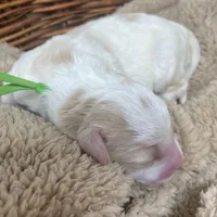 Mr Green, a male Goldendoodle for sale in Pierson, FL – 3 of 4