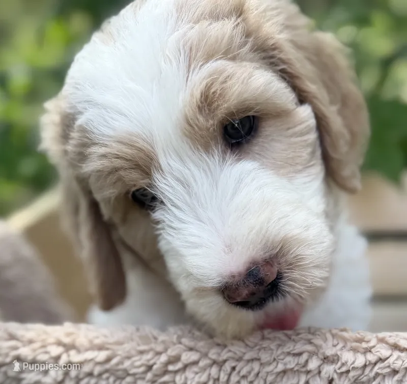 Mr Black Collar – Goldendoodle puppy for sale in Pierson, FL