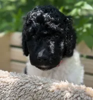 Miss Orange , a female Goldendoodle for sale in Pierson, FL – 2 of 10