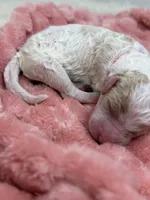 GRACE - Pink Collar, a female Goldendoodle and Double Doodle for sale in Pierson, FL – 2 of 4