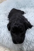 Mr Cream Collar , a male Goldendoodle for sale in Pierson, FL – 5 of 8