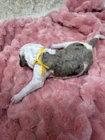 FELICITY - Yellow Collar, a female Goldendoodle and Double Doodle for sale in Pierson, FL – 2 of 3